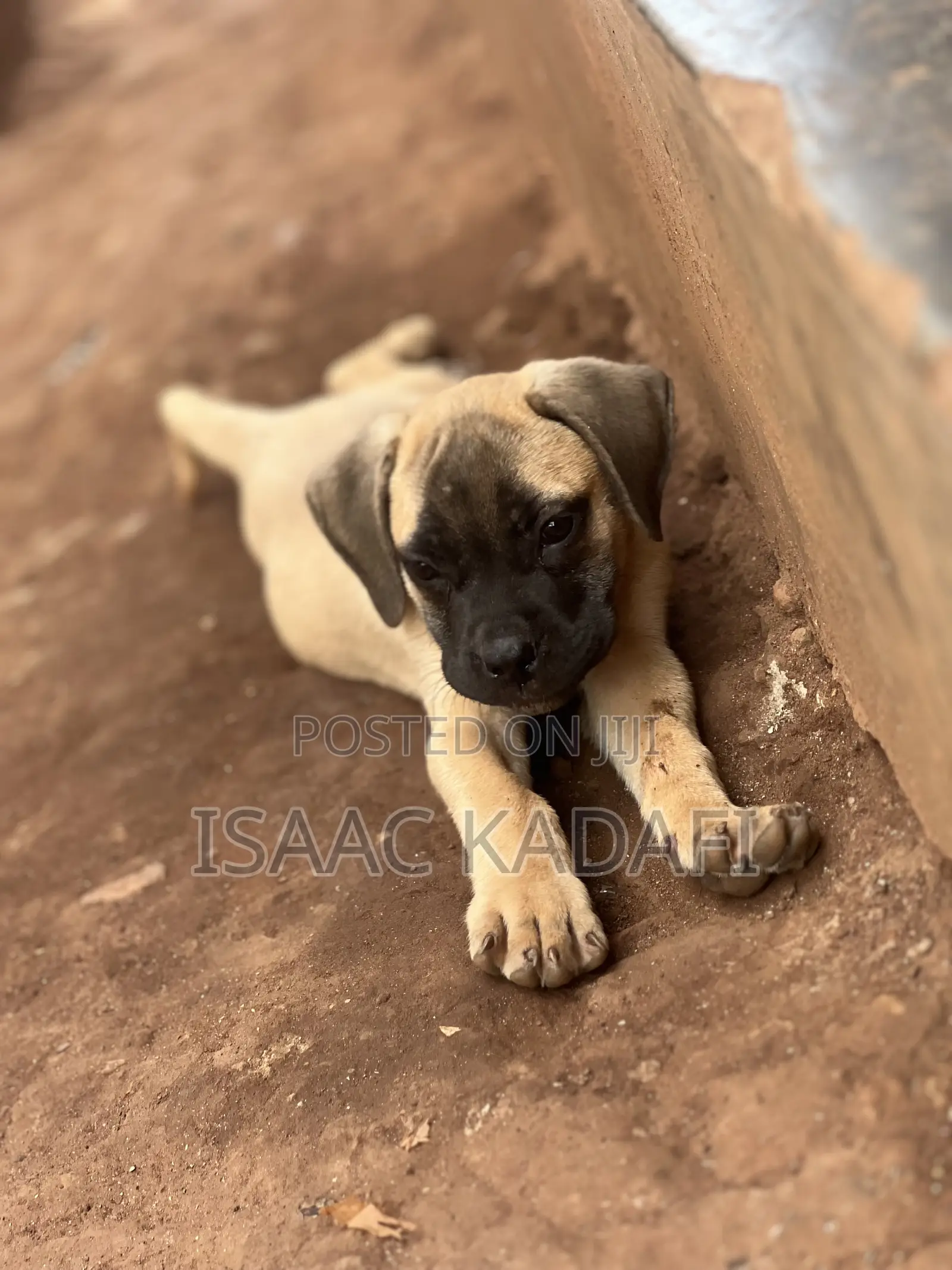 1-3 months Female Purebred Boerboel