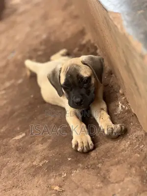 1-3 months Female Purebred Boerboel