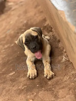 1-3 months Female Purebred Boerboel