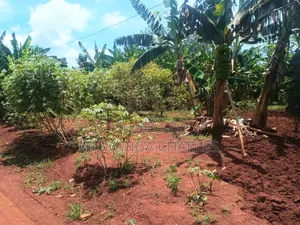 Land for Sale in Luwero Wabutungulu