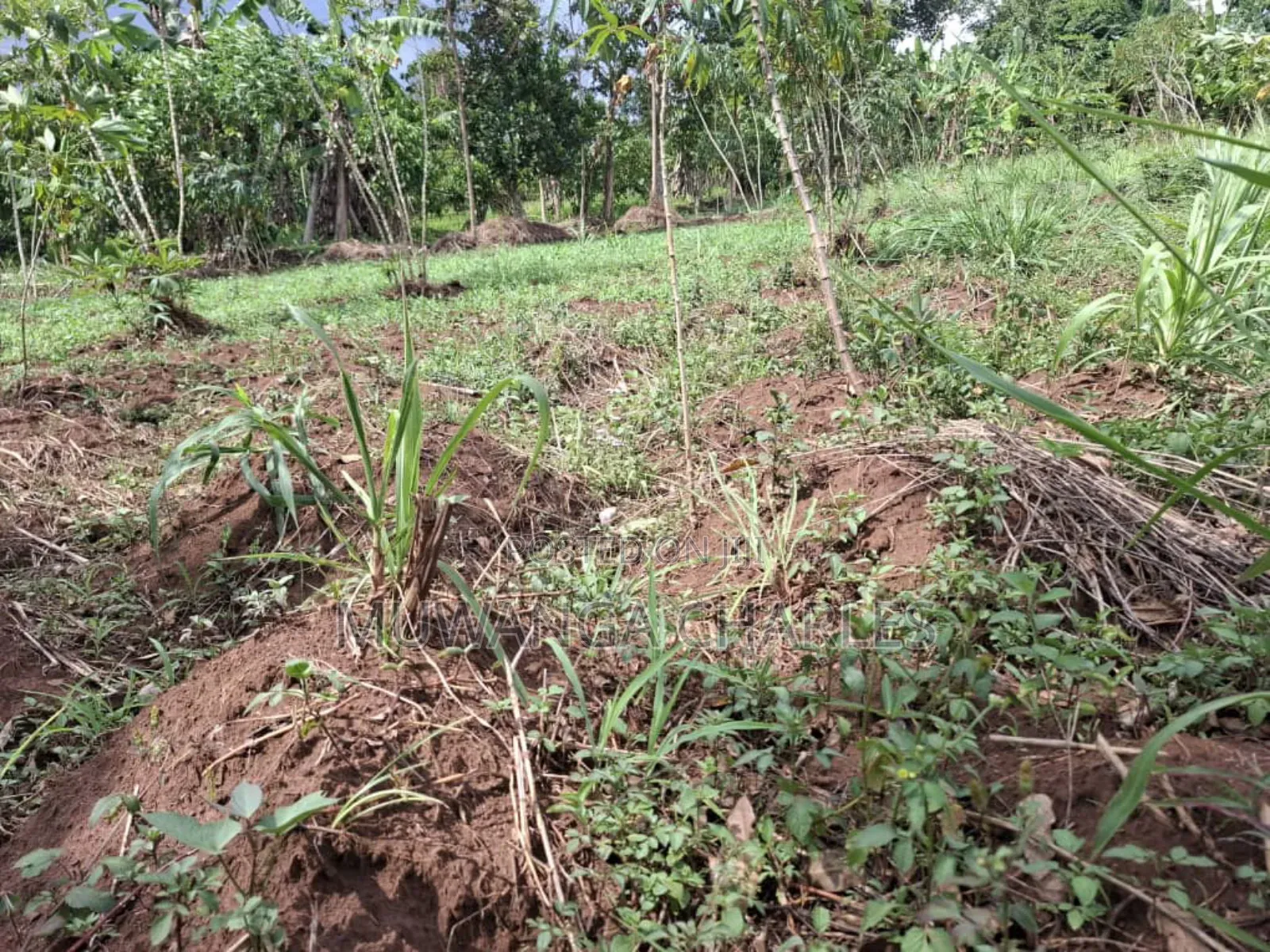 Land for Sale in Vumba Zirobwe Road