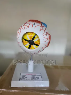 Eye Study Model