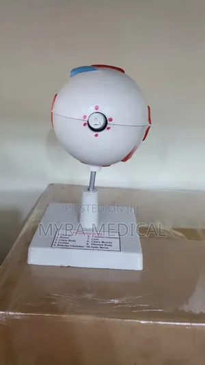 Eye Study Model