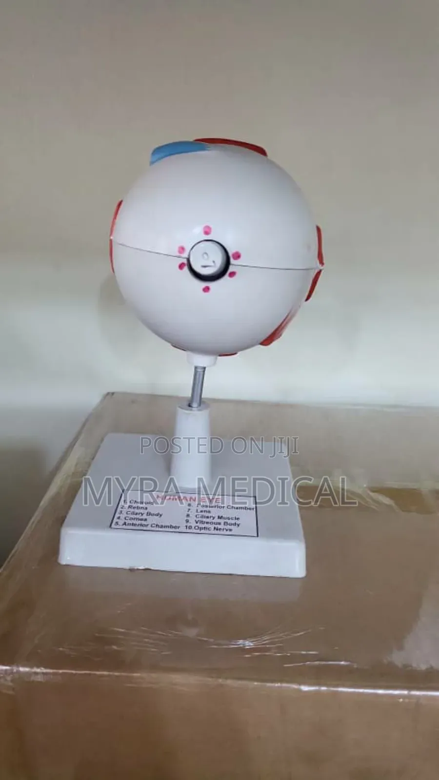 Eye Study Model