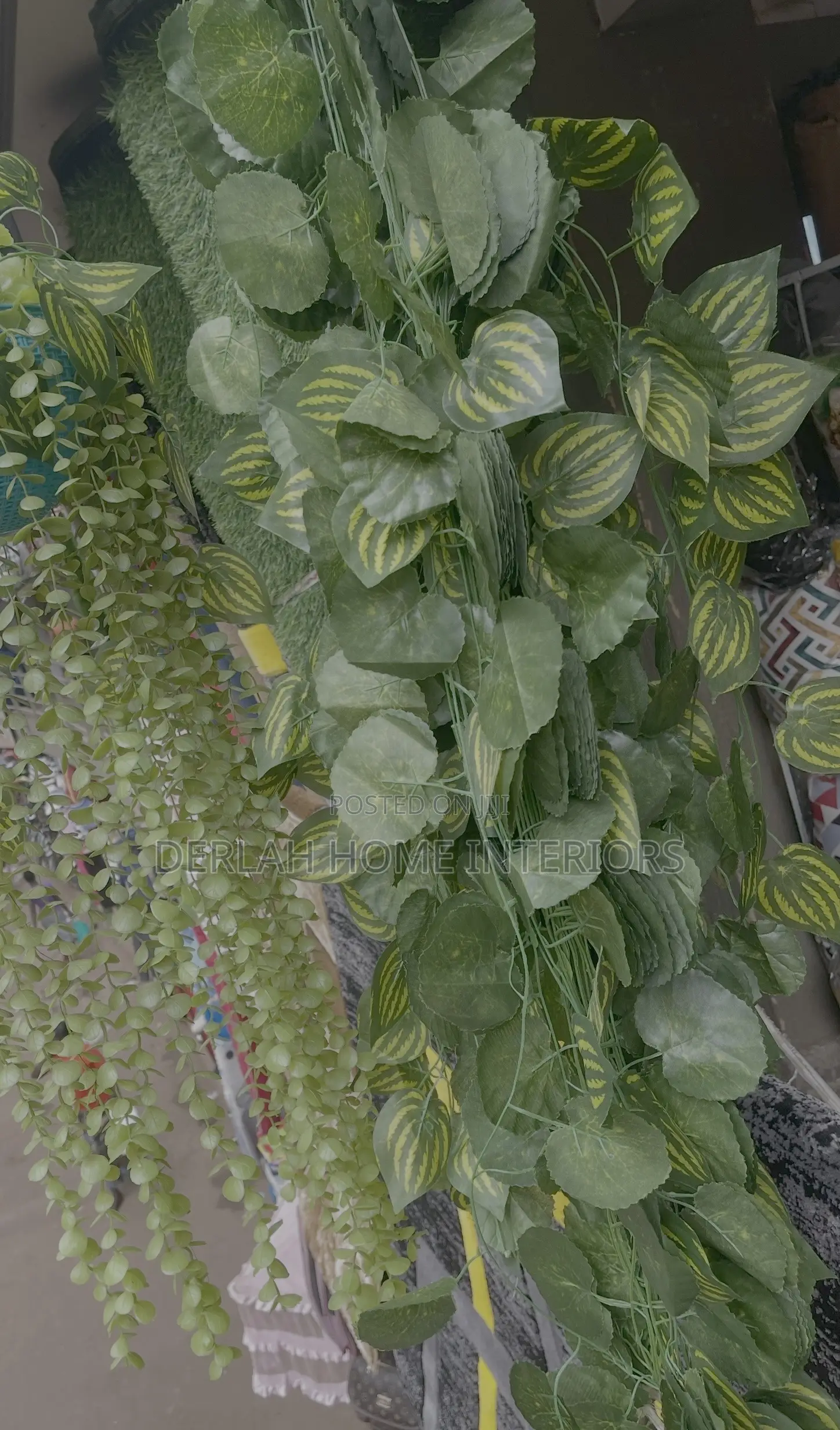 Quality Climbing Plants