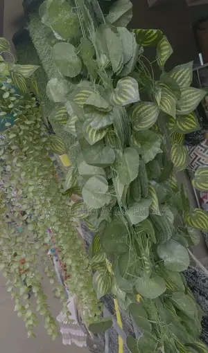 Quality Climbing Plants