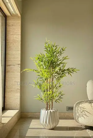 Us Imported Bambo Plant