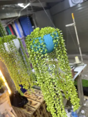 Uk Imported Swinging Plants With Pot