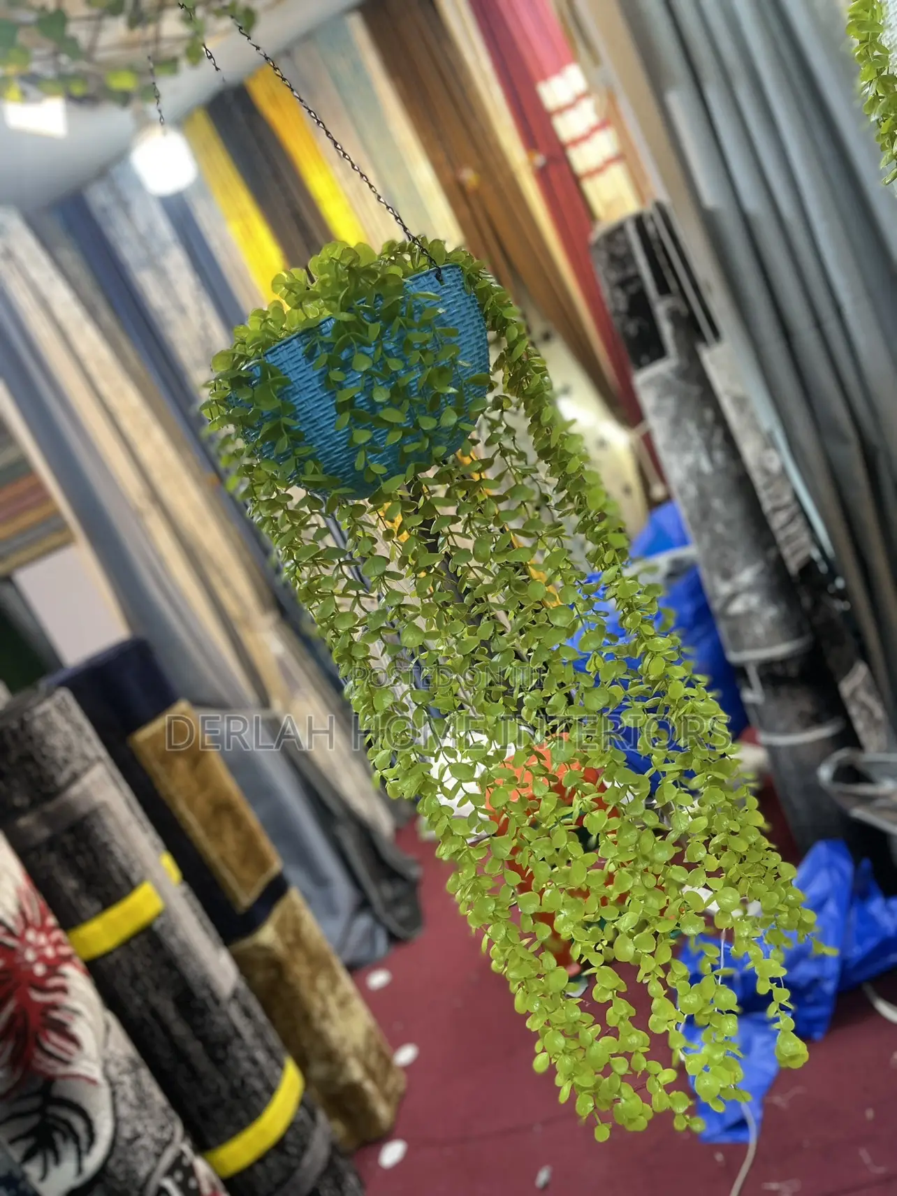 Climbing Plant Per Piece
