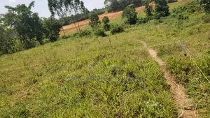 Plot's for Sale in Nangabo Nalusuga