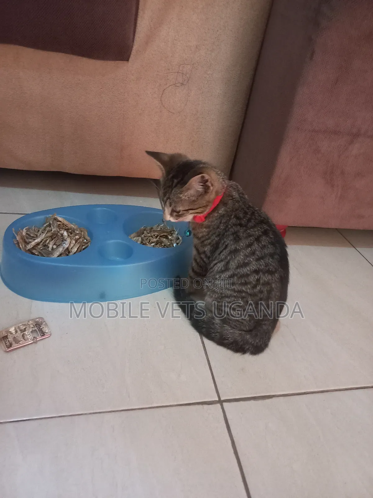 1-3 months Female Purebred American Wirehair