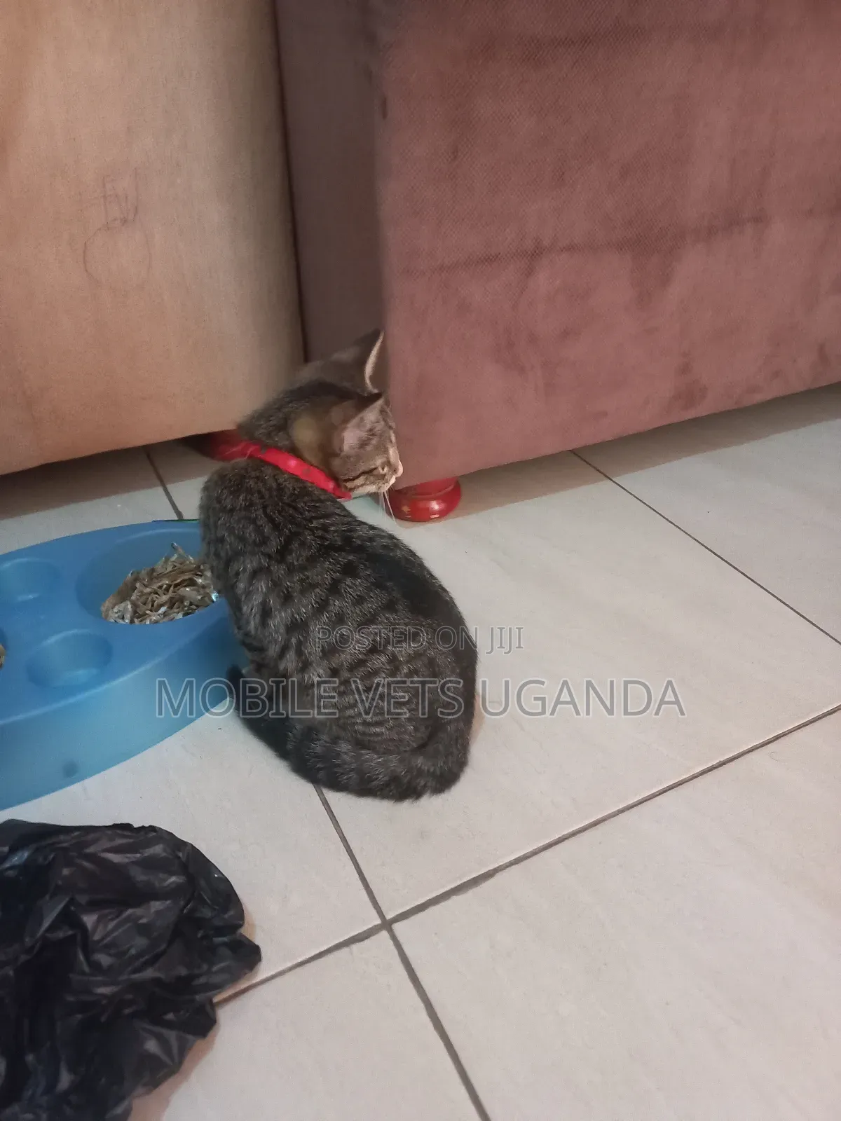 0-1 month Male Purebred American Shorthair