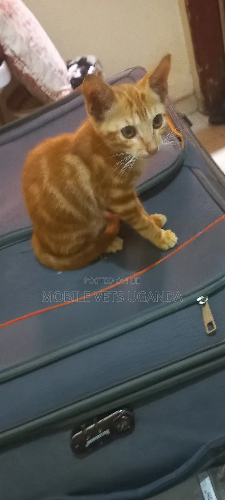 1-3 months Female Purebred Japanese Bobtail