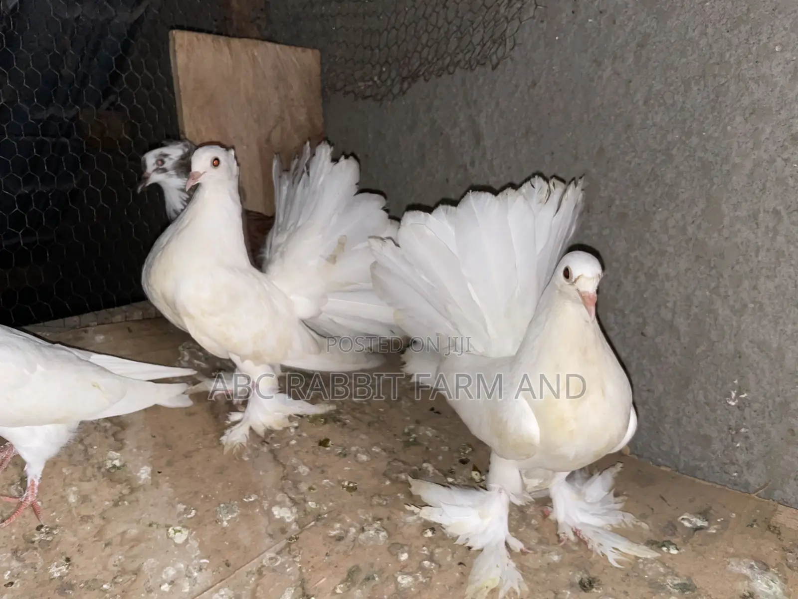 Fantail Pigeons Flash Sale