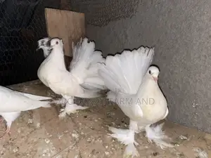 Fantail Pigeons Flash Sale