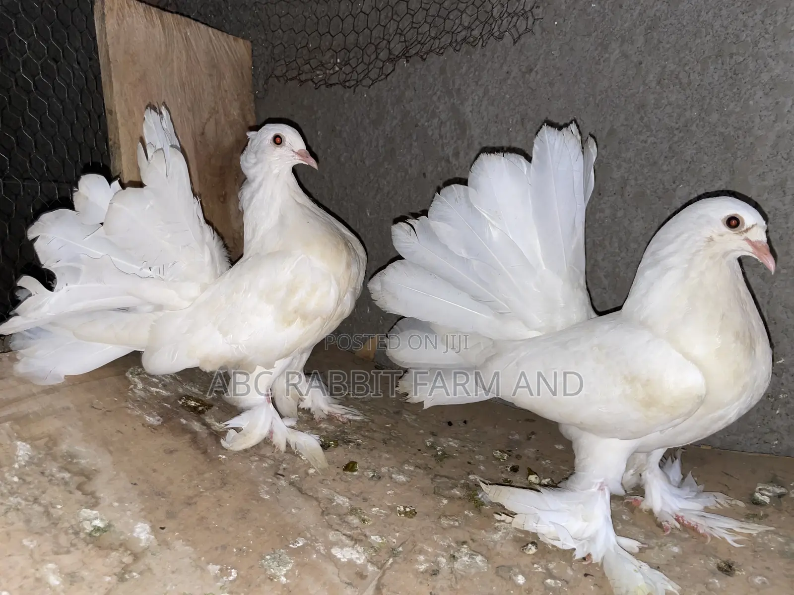 Fantail Pigeons Flash Sale