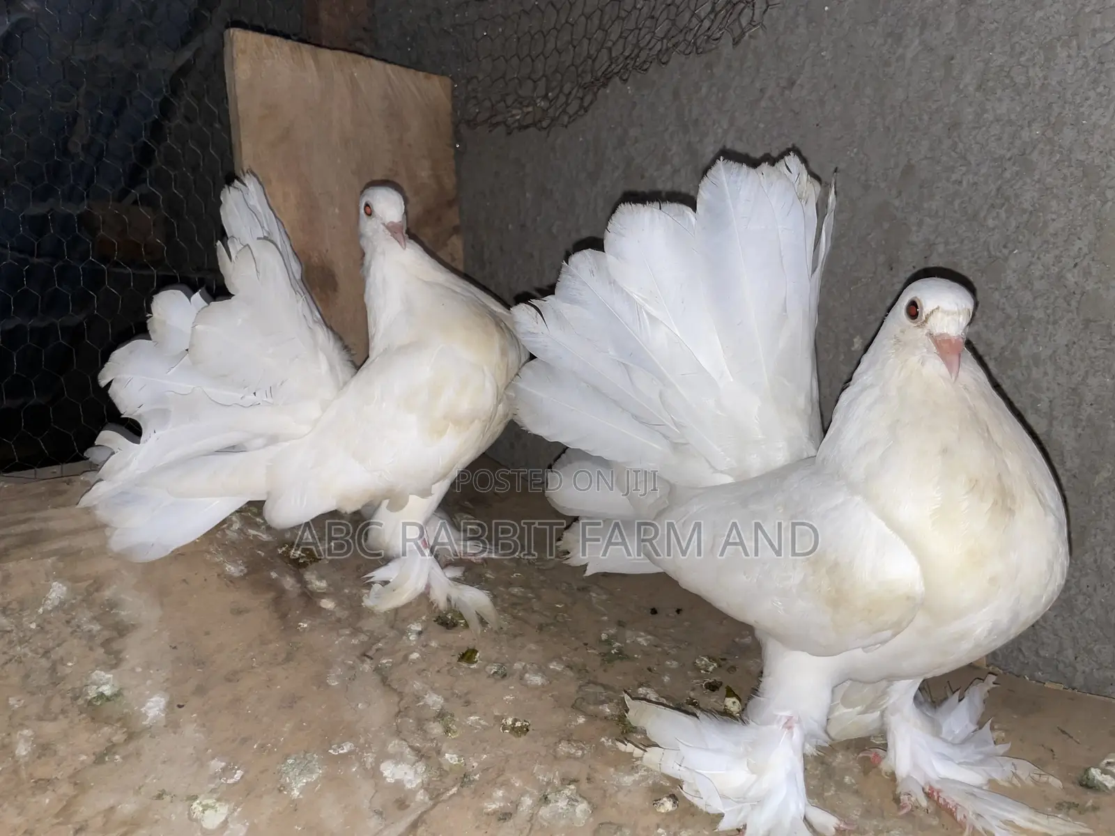 Fantail Pigeons Flash Sale