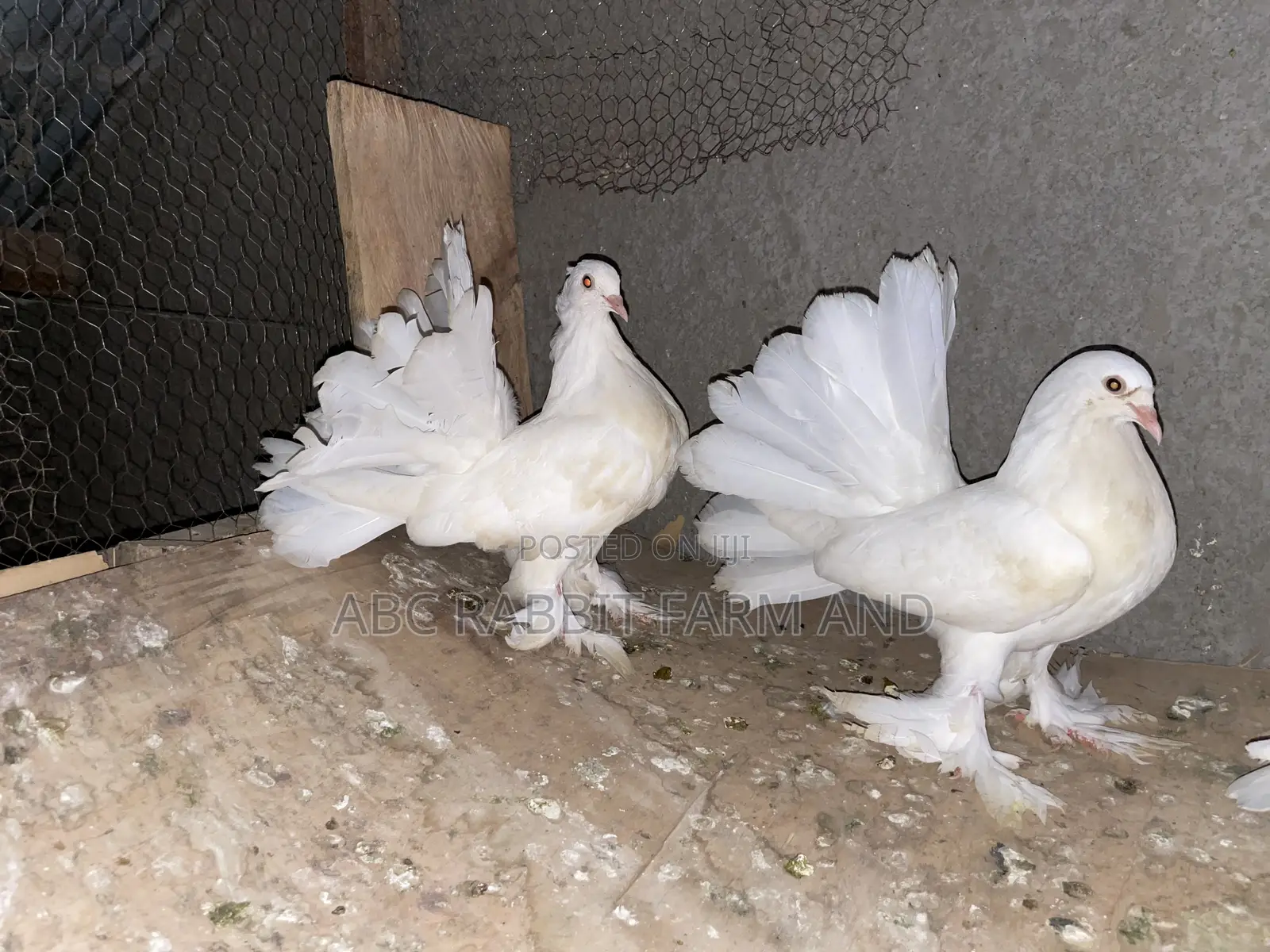 Fantail Pigeons Flash Sale