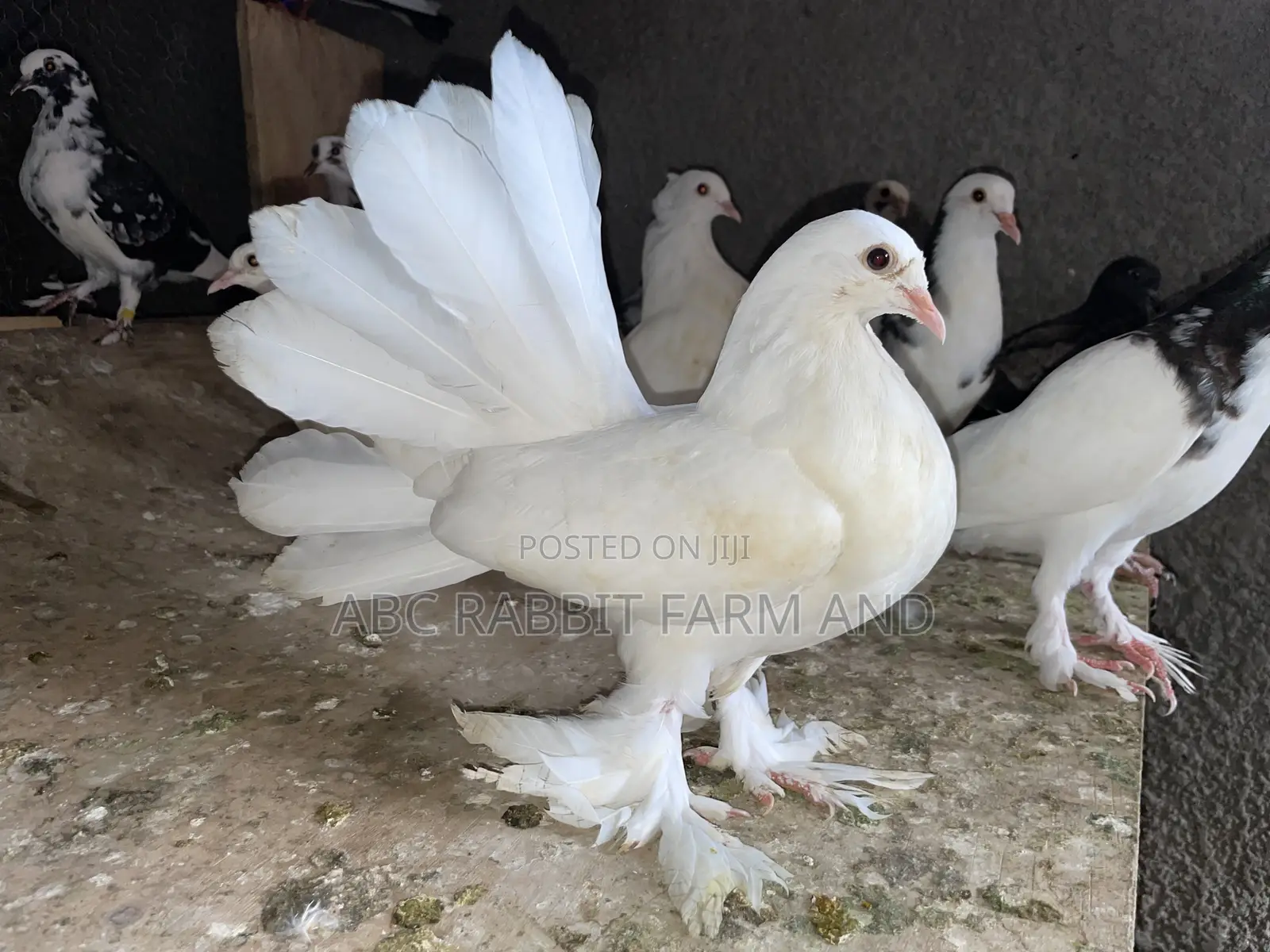 Fantail Pigeons Flash Sale