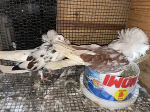 Old Dutch Capuchine Pigeons