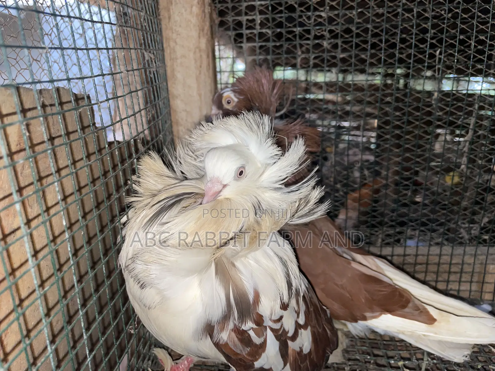 Old Dutch Capuchine Pigeons