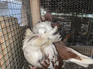 Old Dutch Capuchine Pigeons