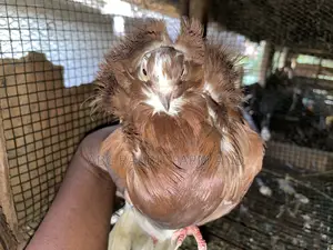 Old Dutch Capuchine Pigeons