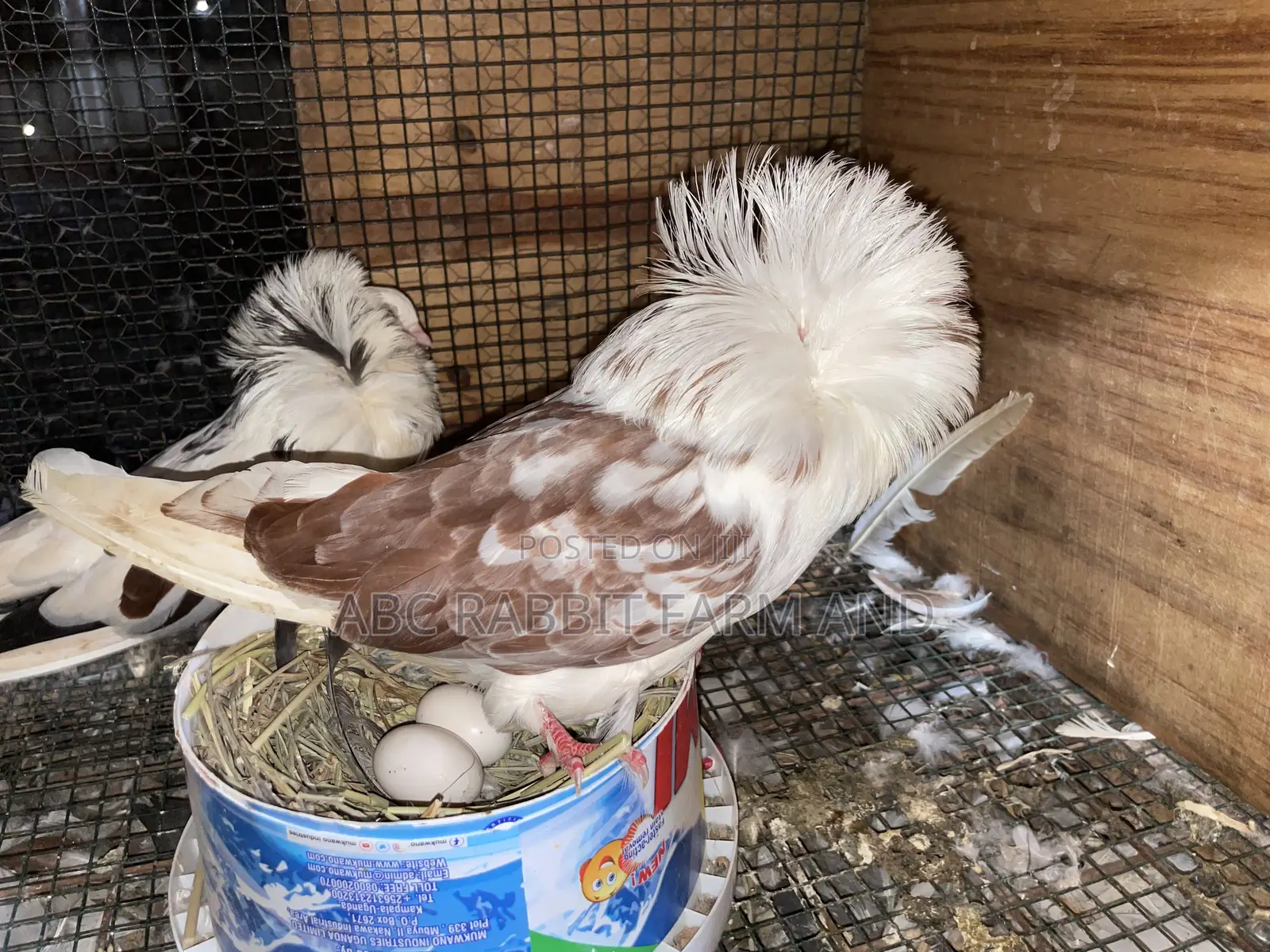 Old Dutch Capuchine Pigeons