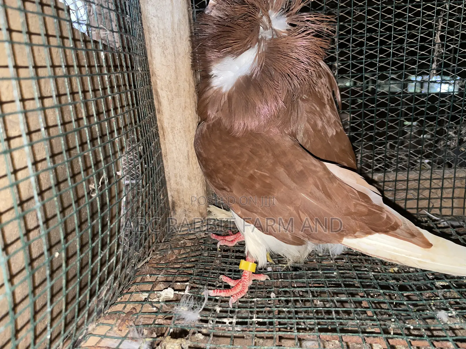 Old Dutch Capuchine Pigeons