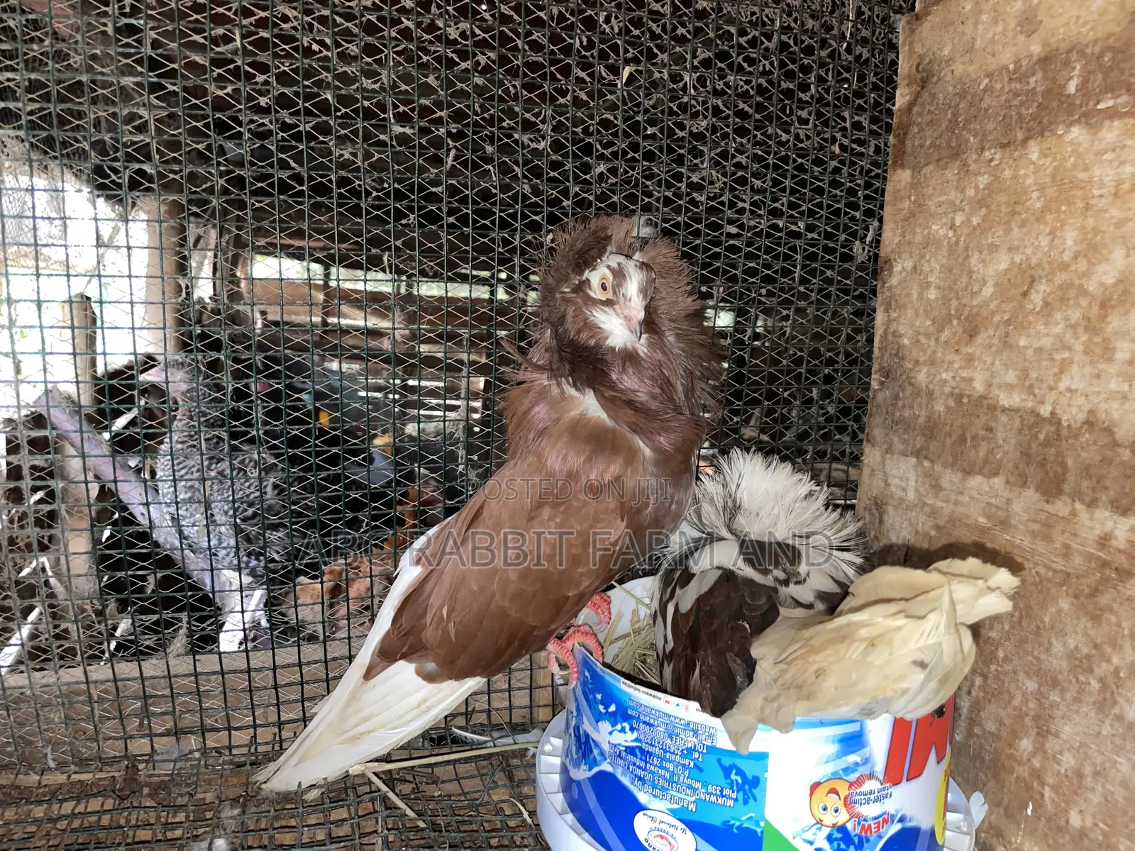 Old Dutch Capuchine Pigeons