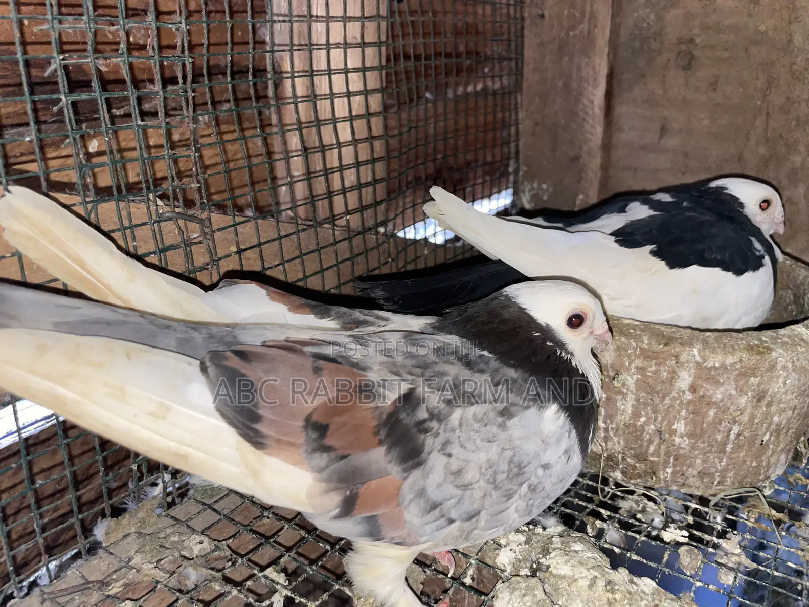 Short Beak Pigeon Pair