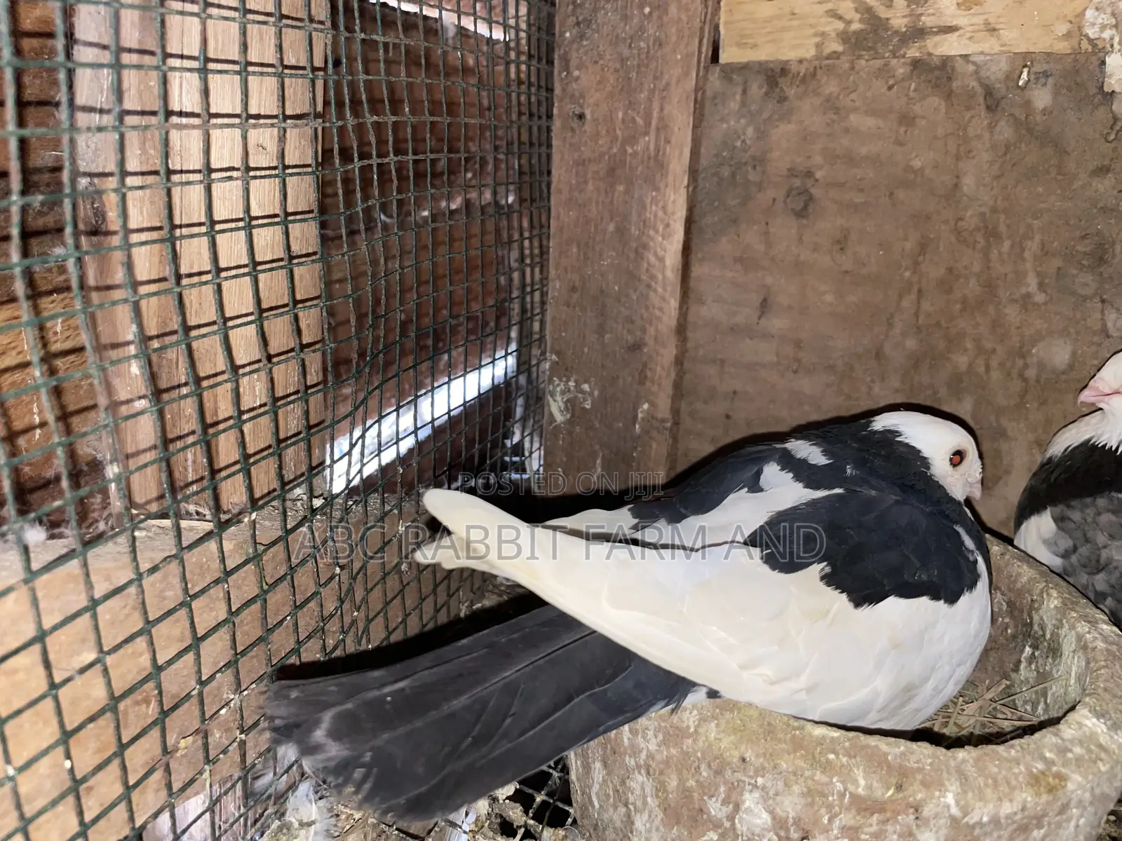Short Beak Pigeon Pair