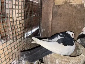 Short Beak Pigeon Pair