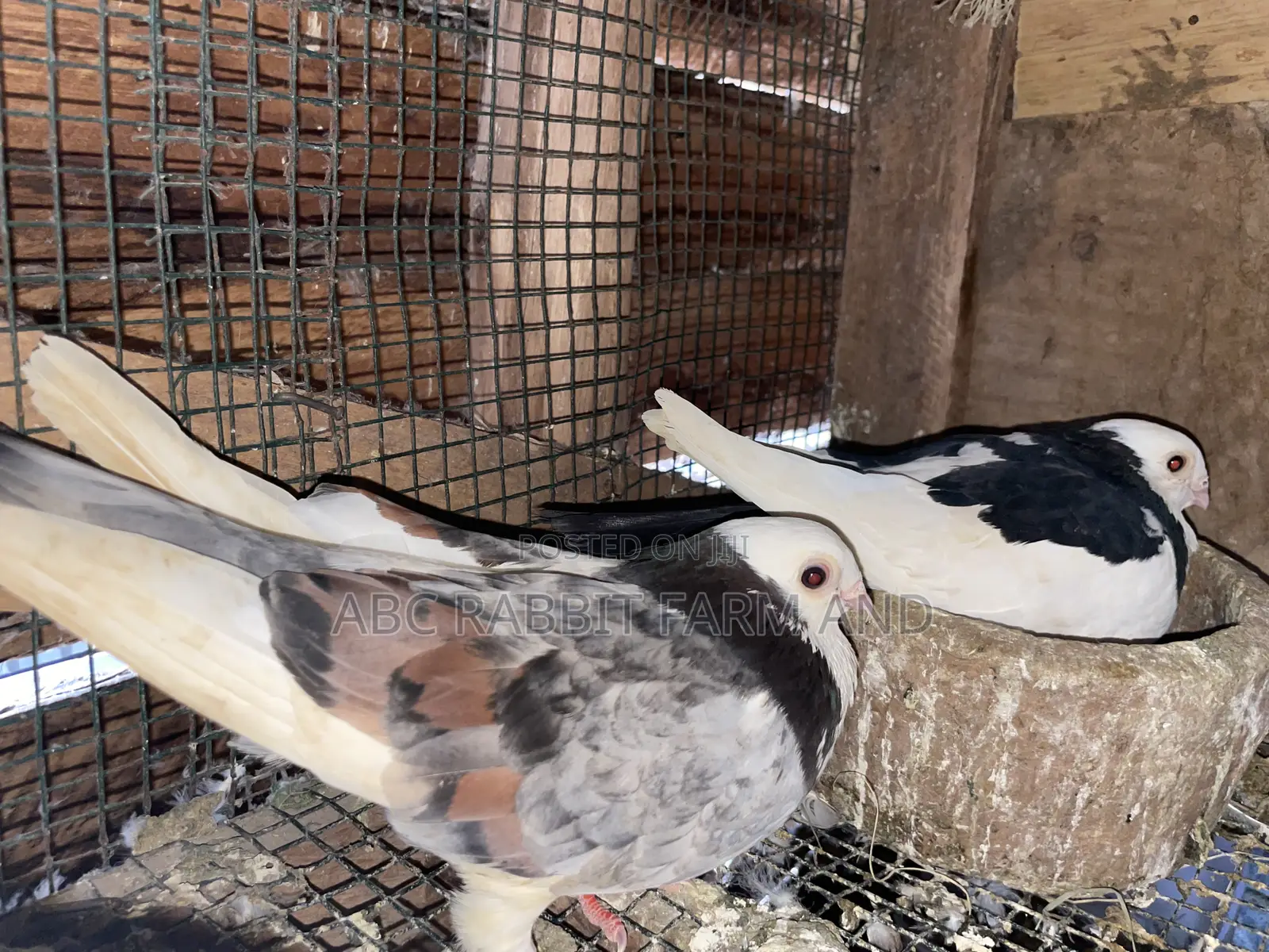 Short Beak Pigeon Pair