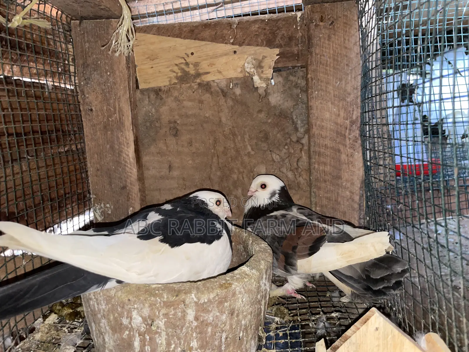 Short Beak Pigeon Pair