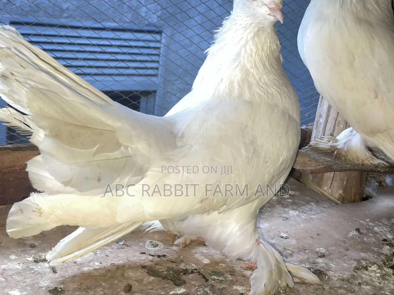 Pure White Fantail Male