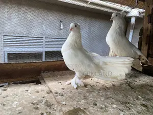 Pure White Fantail Male