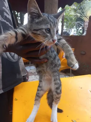 3-6 months Female Purebred Balinese