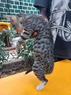 3-6 months Female Purebred Bengal