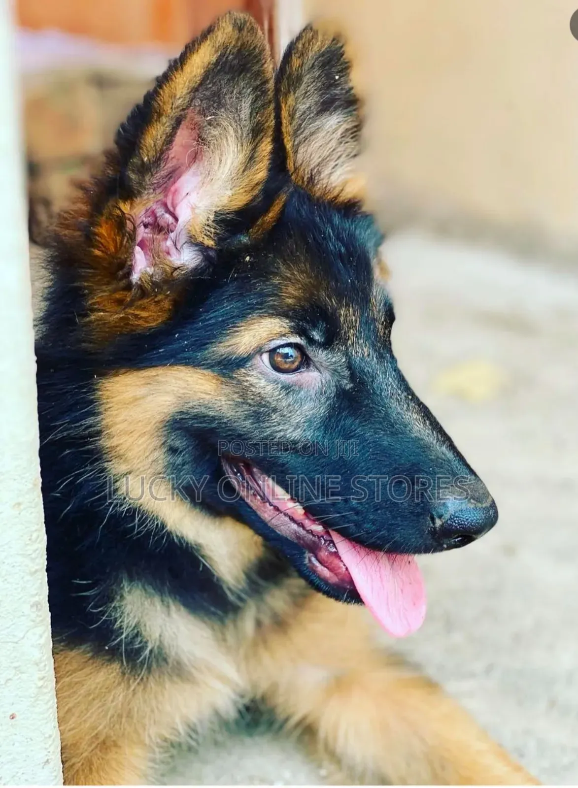 3-6 months Male Purebred German Shepherd