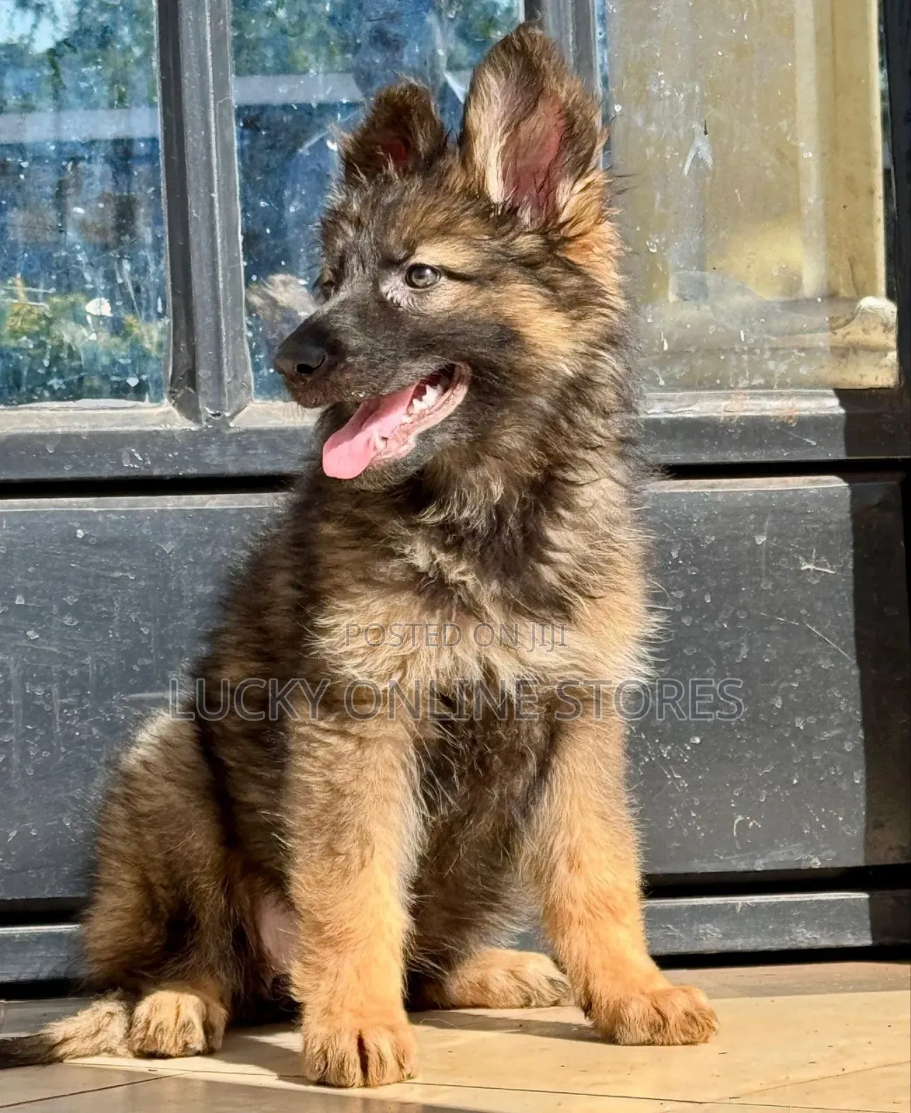 3-6 months Male Purebred German Shepherd