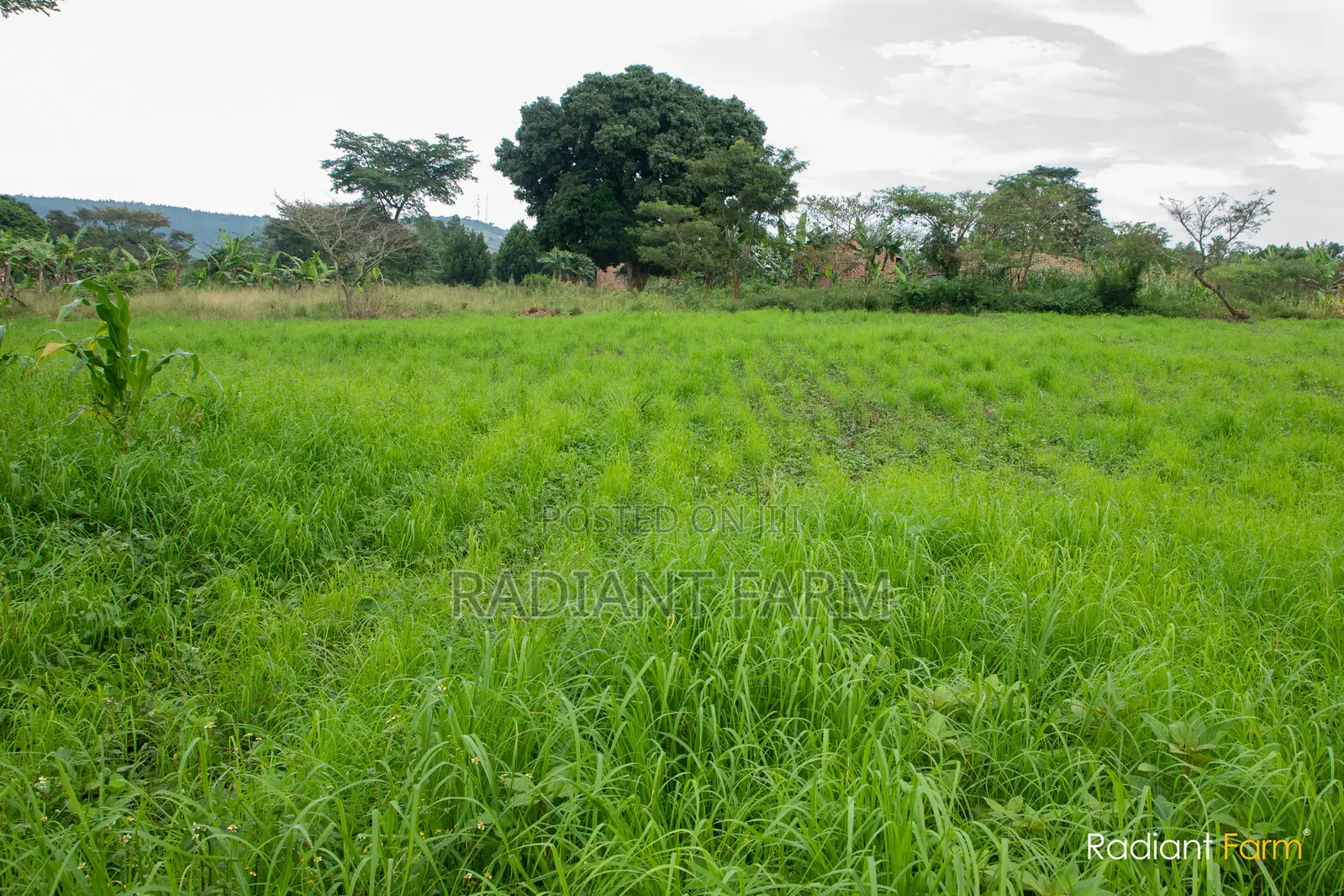 Worried About Soil Degradation Affecting Fodder Production?