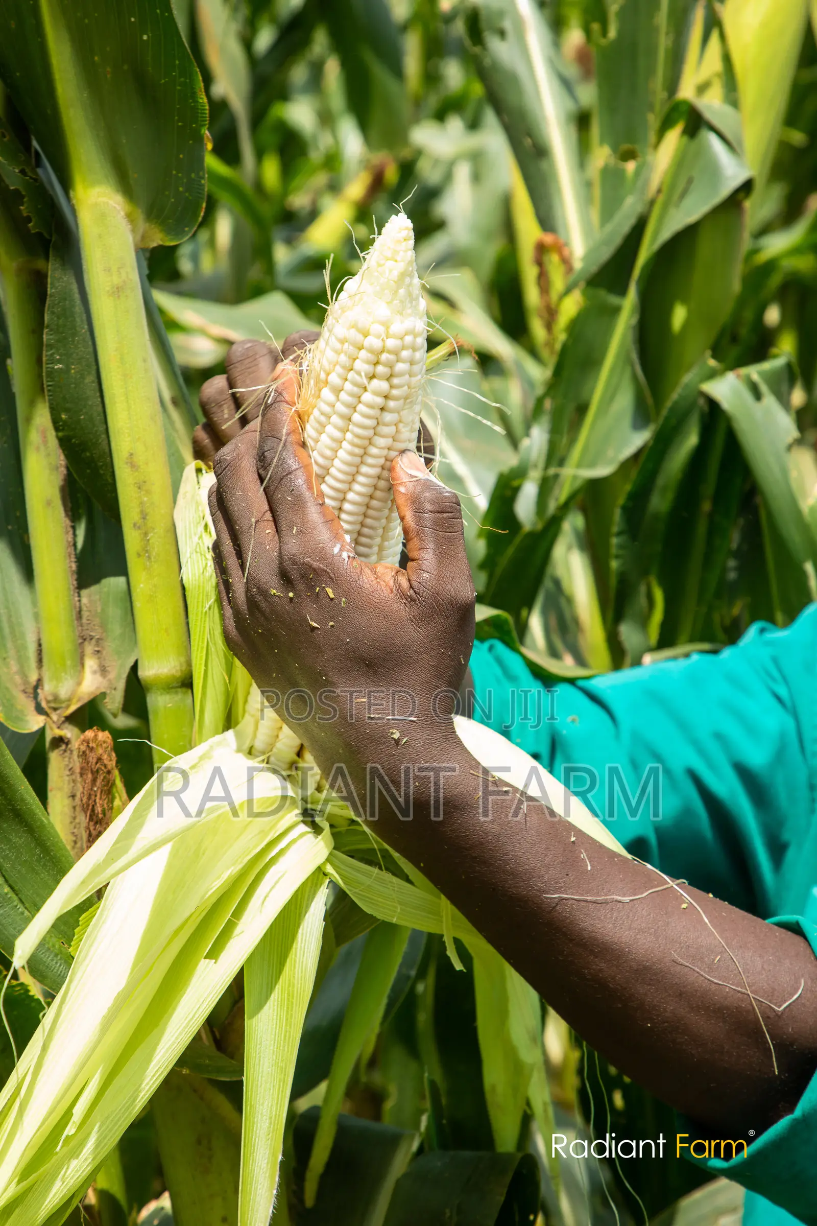 Harvesting Maize Too Late Reduces Maize Silage Quality.
