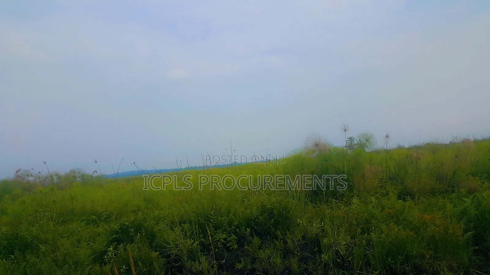 97 Acres Land of Sand in Lwera Nkozi