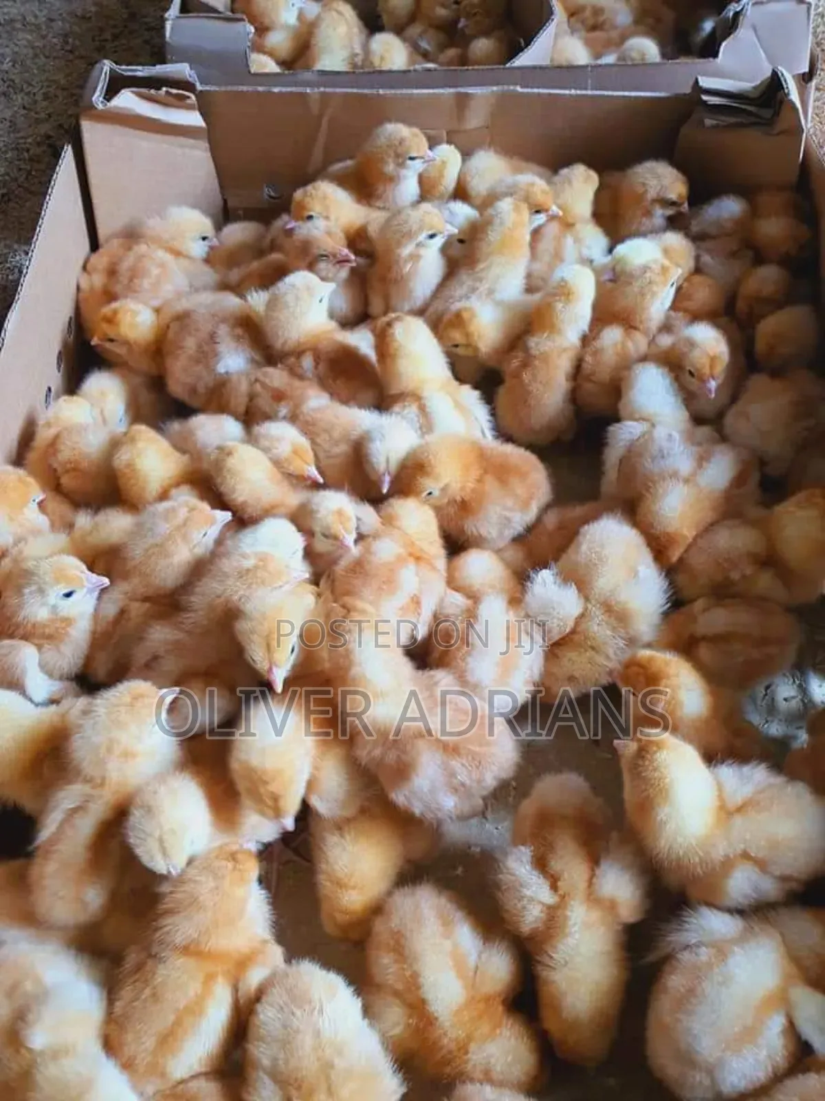 Layers Chicks