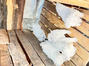 1-3 months Male Purebred Maltese