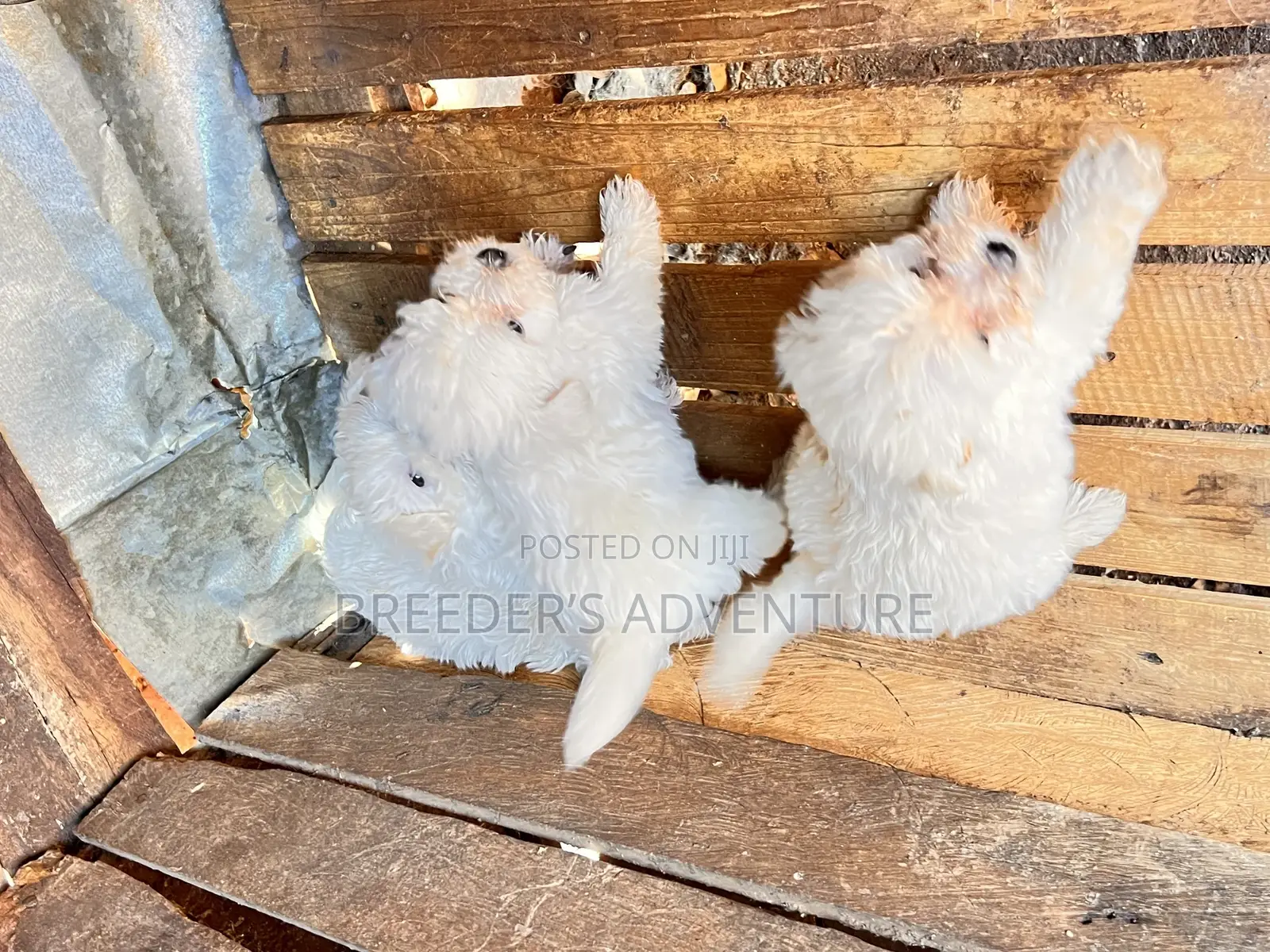 1-3 months Female Purebred Maltese