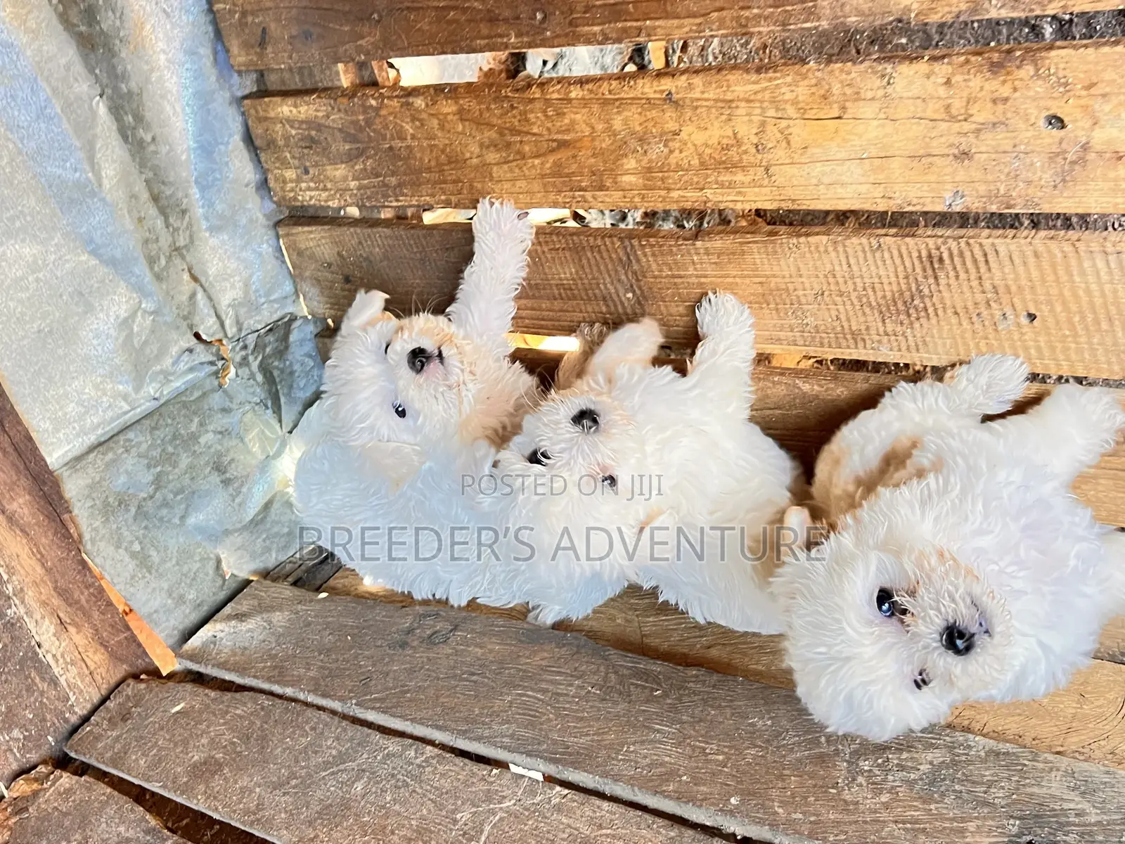 1-3 months Female Purebred Maltese