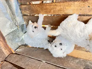 1-3 months Male Purebred Maltese