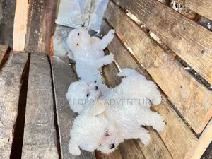 1-3 months Male Purebred Maltese